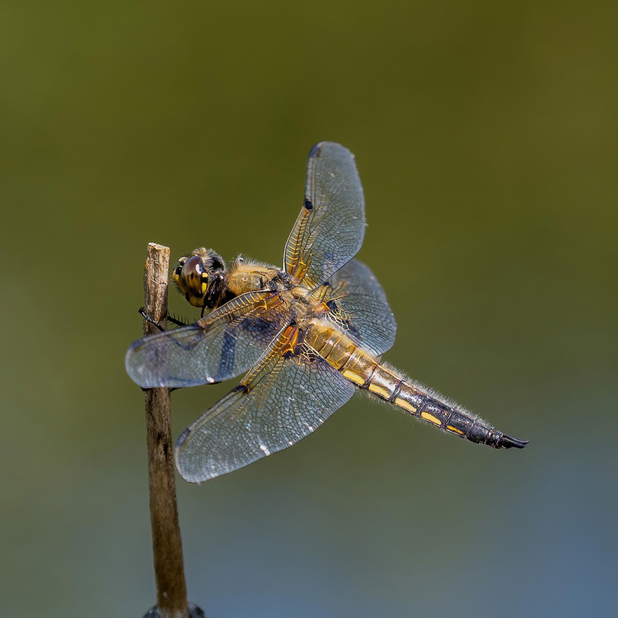 15 Four Spot Chaser